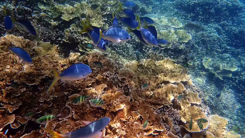 Urlaub am Great Barrier Reef - Ein Lebenstraum für Aquarianer