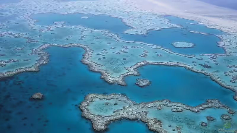 Urlaub am Great Barrier Reef - Ein Lebenstraum für Aquarianer