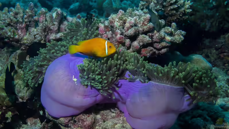Urlaub am Great Barrier Reef - Ein Lebenstraum für Aquarianer