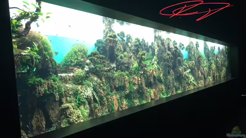 Urlaub auf Teneriffa Teil 1 ??? Das neuen ZEN Aquarium von Takashi Amano