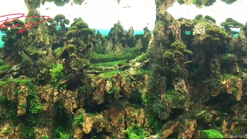 Urlaub auf Teneriffa Teil 1 ??? Das neuen ZEN Aquarium von Takashi Amano