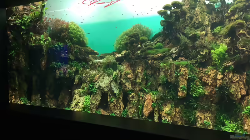 Urlaub auf Teneriffa Teil 1 ??? Das neuen ZEN Aquarium von Takashi Amano