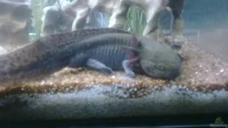 urmel von milchschnidde (3)