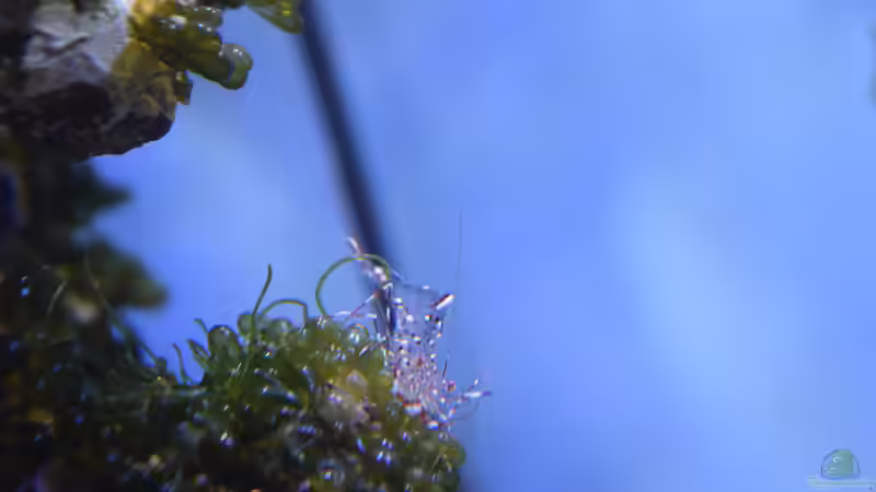 Urocaridiella antonbruunii von Junglist (43)