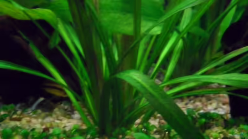 Uruguay-Schwertpflanze von Sabrina + Michi (4)