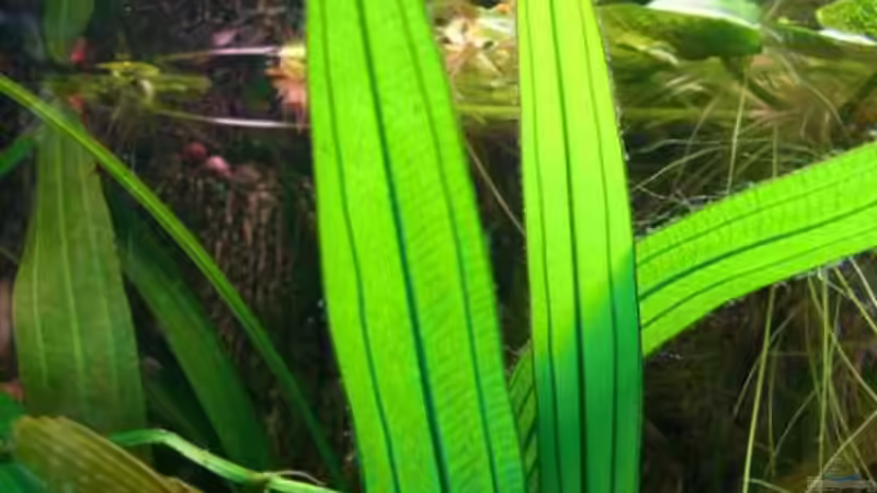 uruguayensis von rattenfreak (9)