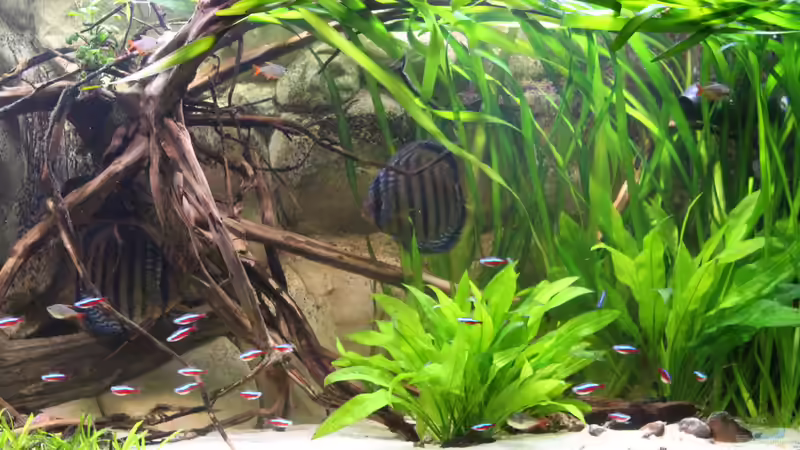 Urwald... von Andy Weiss (3)