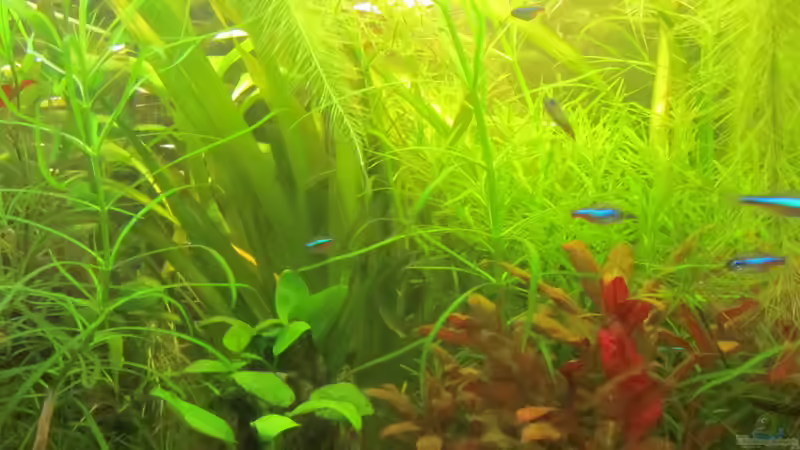 Urwald-Bachlauf war das Thema von Mofafi-Liebhaber (8)