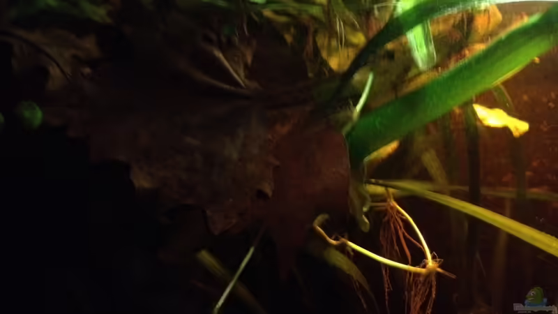 Urwald! von der Steirer (30)