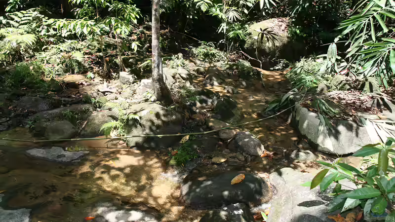 Urwaldbach - Man sieht den hellen Sand recht gut.  von -Der Österreicher- (12)