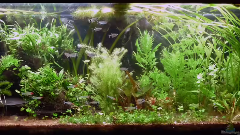 Userbild von _ME_ von _ME_ (33)