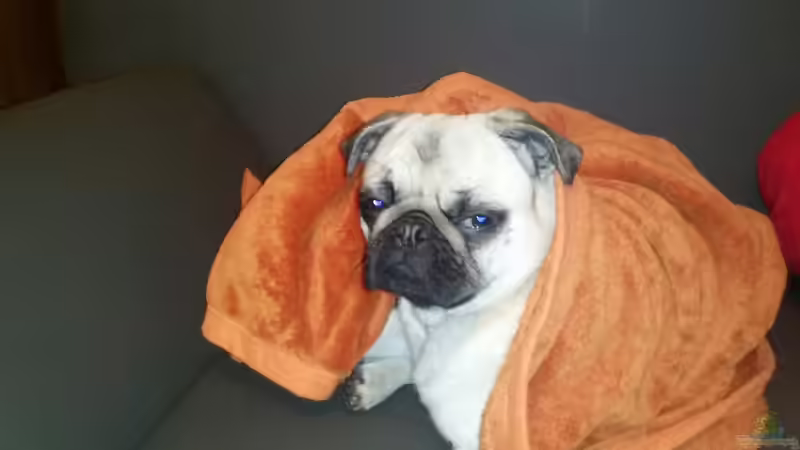 Userbild von ABZUGEBEN!! von ABZUGEBEN!! (37)