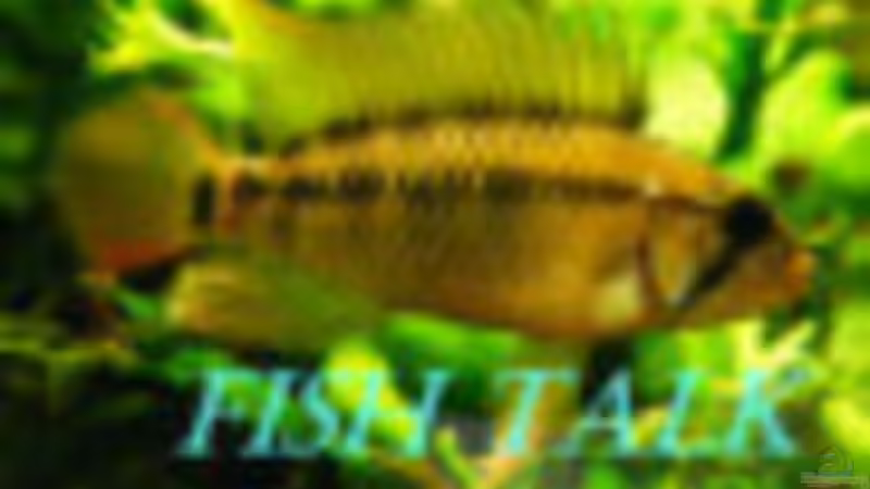 Userbild von Adamov von Adamov (40)