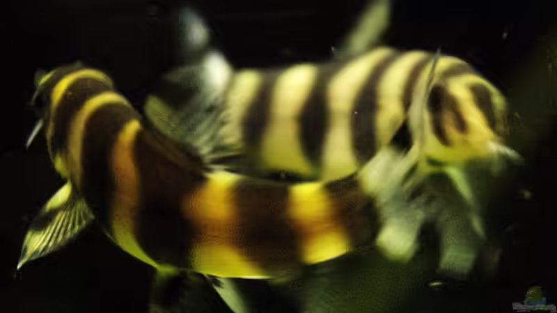 Userbild von adriiimo von adriiimo (3)