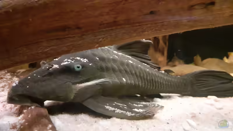 Userbild von Agua viva von Agua viva (24)