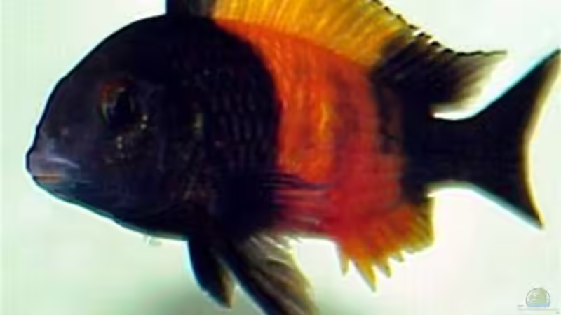 Userbild von Alex_085 von Alex_085 (16)