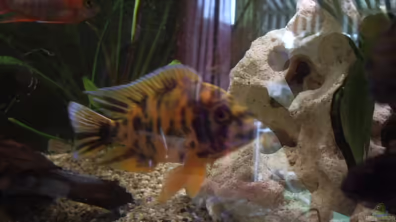 Userbild von Alex Schmucker von Alex Schmucker (6)