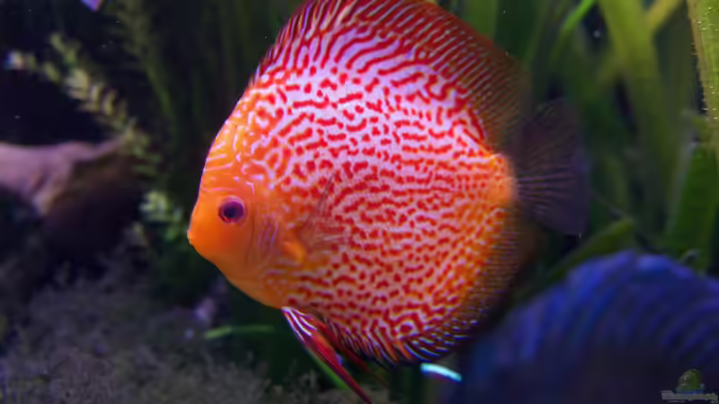 Userbild von Alexander Bienefeld von Alexander Bienefeld (43)