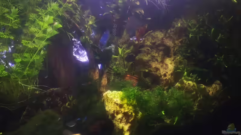 Userbild von Alexander Deepocean von Alexander Deepocean (37)