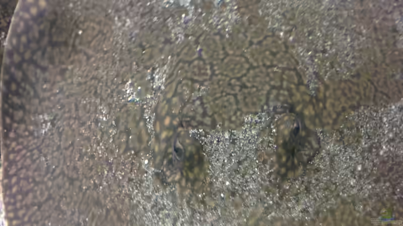 Userbild von AlexDhc von AlexDhc (51)