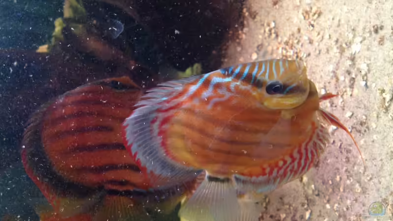 Userbild von Amamazonas Diskus von Amamazonas Diskus (16)