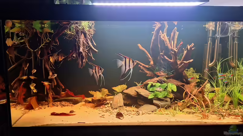 Userbild von Amazonas von Amazonas (9)