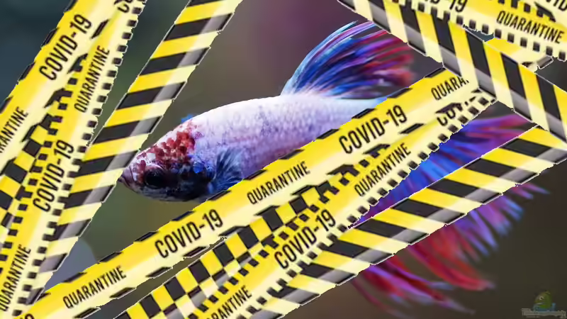 Userbild von Ameisenalex von Ameisenalex (71)