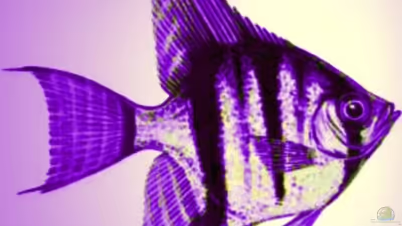 Userbild von *angelfish* von *angelfish* (43)