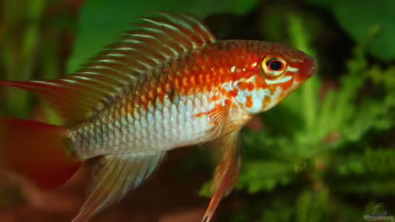 Userbild von Apistofan von Apistofan (39)