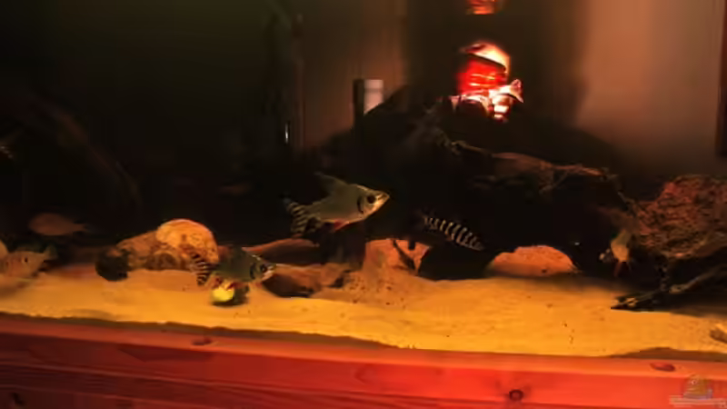 Userbild von AquaElvis von AquaElvis (8)