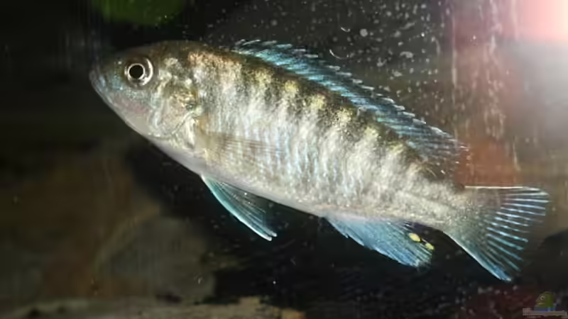 Userbild von Aquamichel von Aquamichel (39)