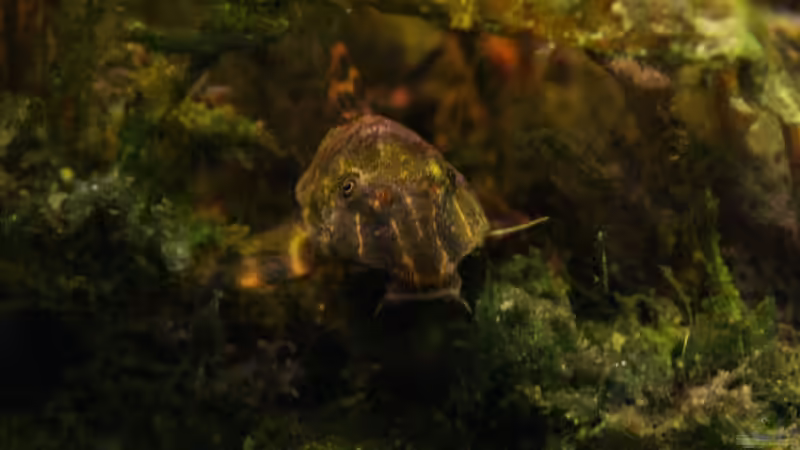 Userbild von aquamike von aquamike (37)