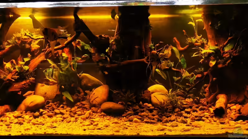 Userbild von Aquaristik NaturBegabt von Aquaristik NaturBegabt (34)