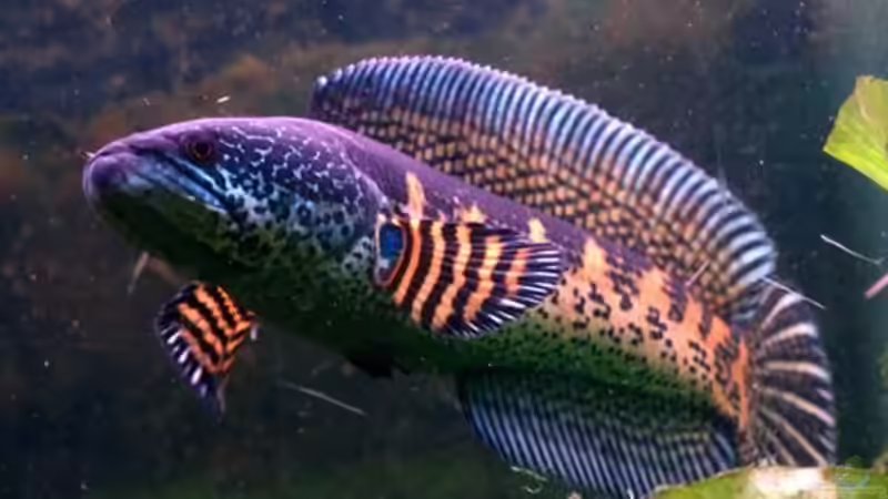 Userbild von AquaTobi90 von AquaTobi90 (86)