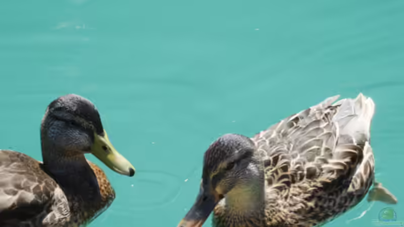 Userbild von Aquilegia von Aquilegia (20)