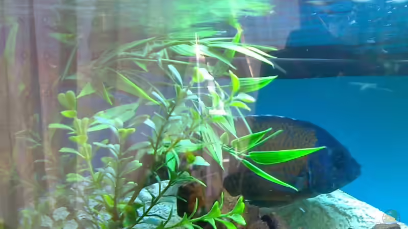 Userbild von astasoft von astasoft (4)