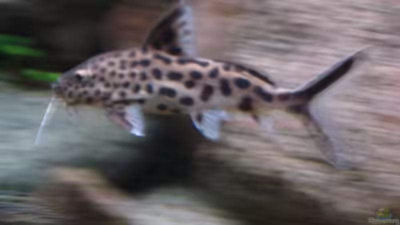 Userbild von axxlon von axxlon (17)