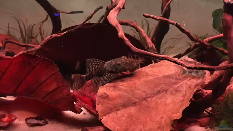 Userbild von BaBa von BaBa (9)