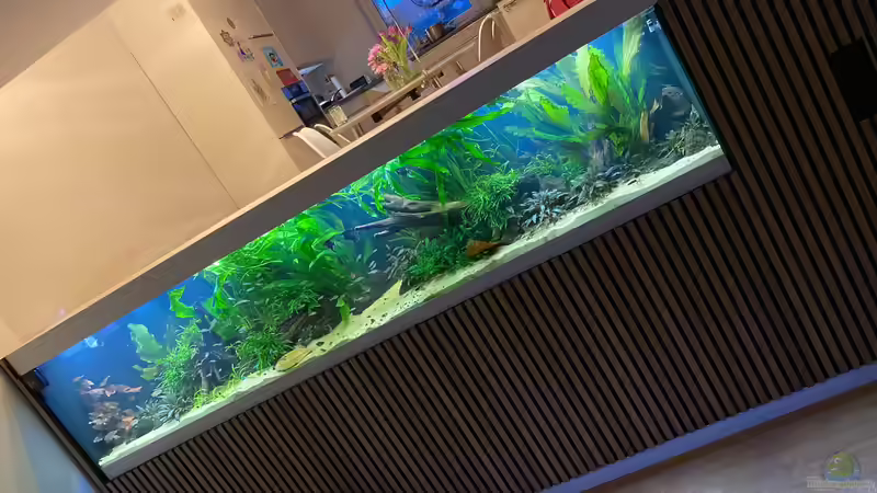 Userbild von Baron Zelle von Baron Zelle (46)