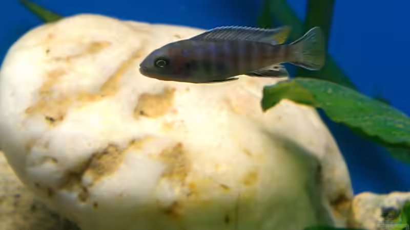 Userbild von Bas-ti von Bas-ti (14)