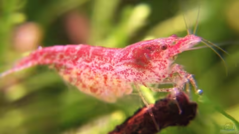 Userbild von basetim von basetim (25)