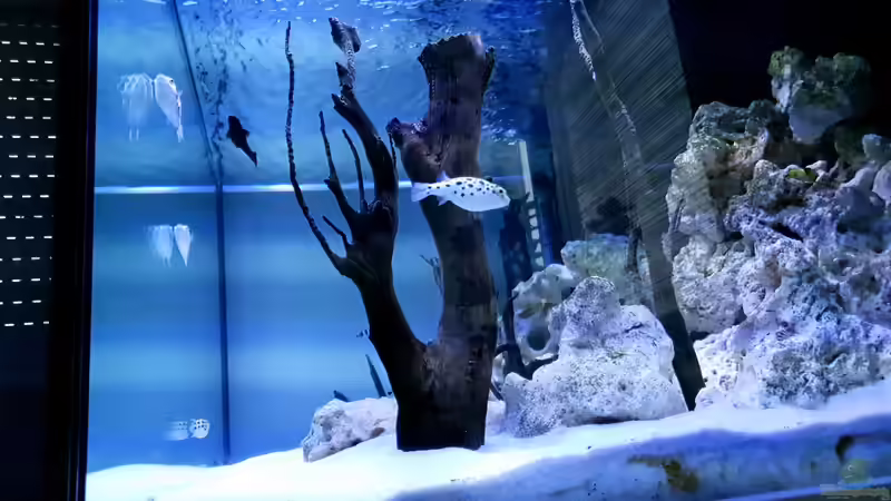 Userbild von Benkolo von Benkolo (22)