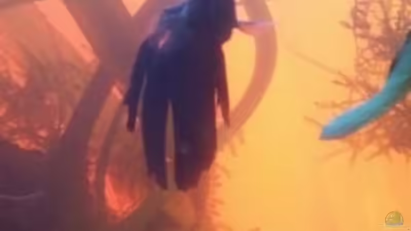 Userbild von Betta Chris von Betta Chris (168)