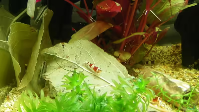 Userbild von Bienchen1976 von Bienchen1976 (5)