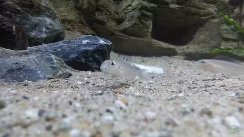 Userbild von Bitman von Bitman (59)