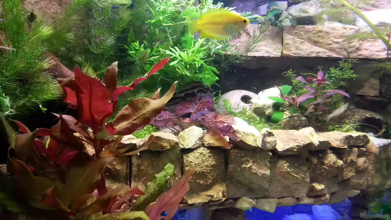 Userbild von Bluemoon von Bluemoon (5)