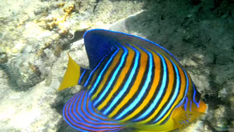 Userbild von Bredo1904 von Bredo1904 (14)