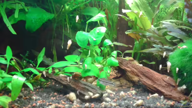 Userbild von cafesoleil von cafesoleil (12)