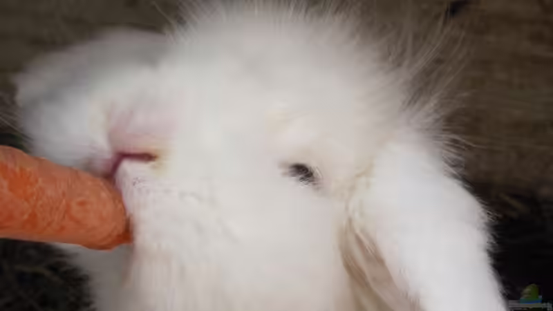 Userbild von cammarus von cammarus (10)