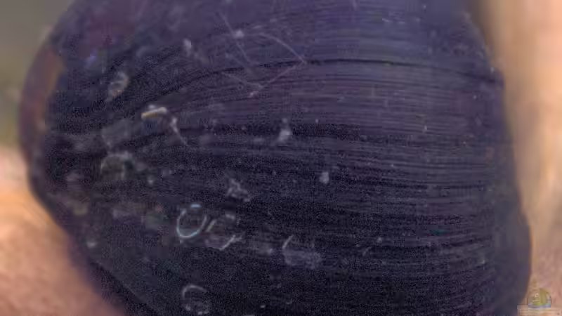 Userbild von Campi von Campi (33)